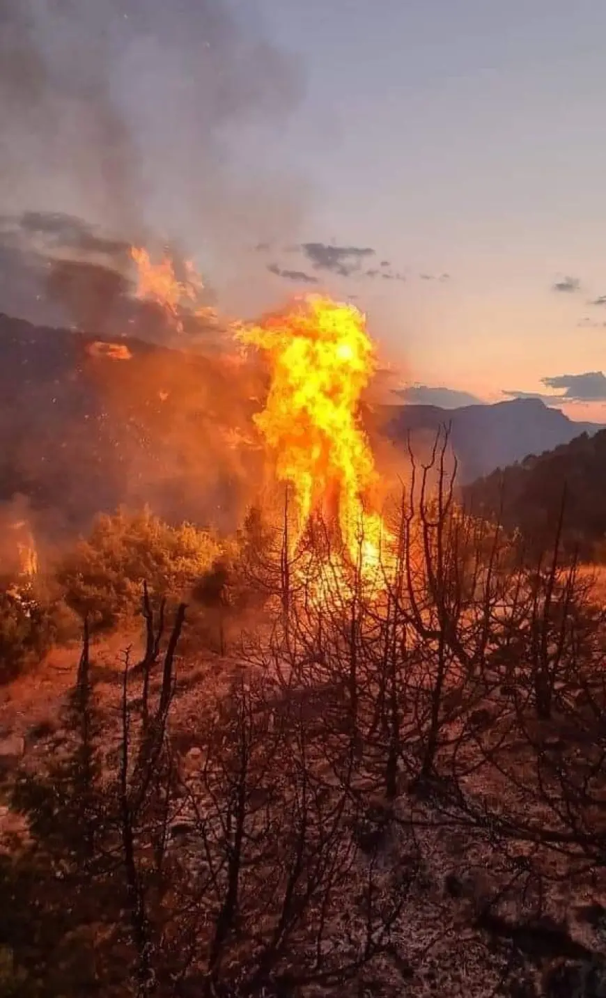 Agjensia Kombëtare Zonave të mbrojtura, thirrje blegtorëve të Parqeve, për të shmangur ndezjen e zjarreve